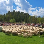 Błogosławieństwo owiec w Jaworkach