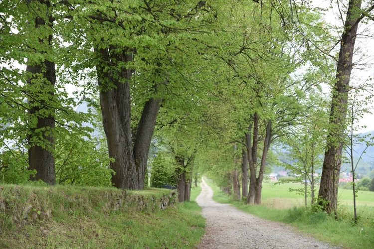 Bierzmowanie w Złockiem 2025