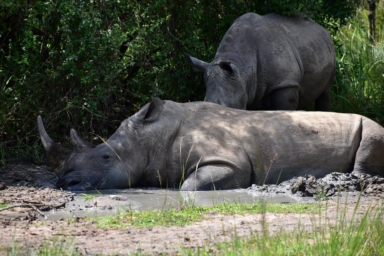 Wyszkolone w Walii psy chronią afrykańskie nosorożce i słonie przed kłusownikami