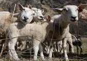 Polscy muzułmanie obchodzą Kurban Bajram