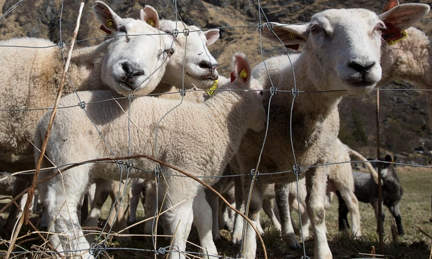 Polscy muzułmanie obchodzą Kurban Bajram