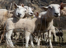 Polscy muzułmanie obchodzą Kurban Bajram