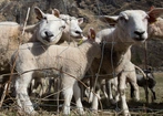Polscy muzułmanie obchodzą Kurban Bajram