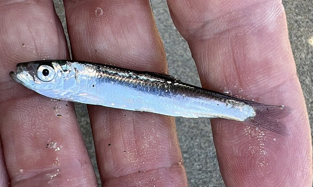 Szprota. Czyli sardynka norweska