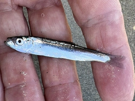 Szprota. Czyli sardynka norweska