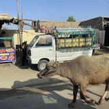 Pakistan