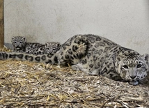 Śląskie ZOO: Dwie małe panterny śnieżne cały czas pod opieką mamy