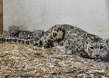 Śląskie ZOO: Dwie małe panterny śnieżne cały czas pod opieką mamy