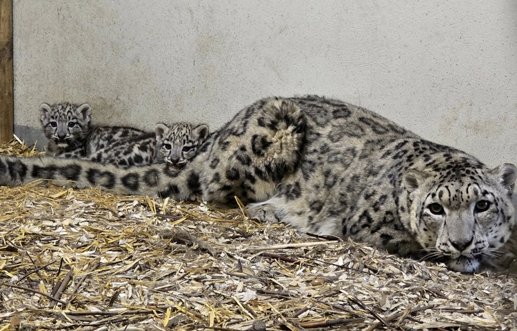 Śląskie ZOO: Dwie małe panterny śnieżne cały czas pod opieką mamy