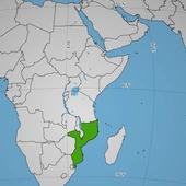 Mozambik: Dżihadyści porwali ponad 120 dzieci