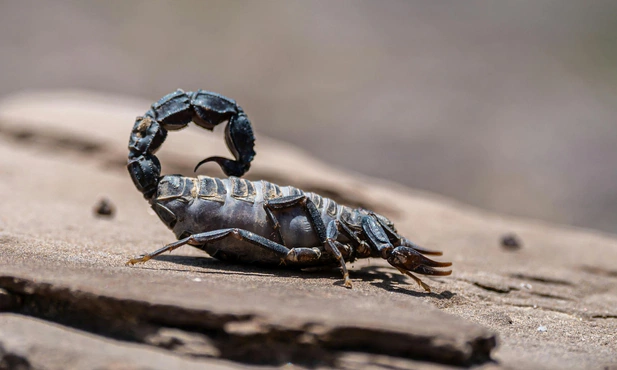 Apokalipsa dziś: oddani w moc zła