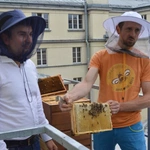 Ule na dachu Śląskiego Urzędu Wojewódzkiego
