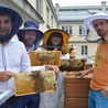 Katowice. Ule na dachu Śląskiego Urzędu Wojewódzkiego