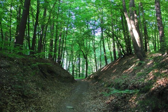 Lasy mogą nie nadążyć za zmianami klimatu