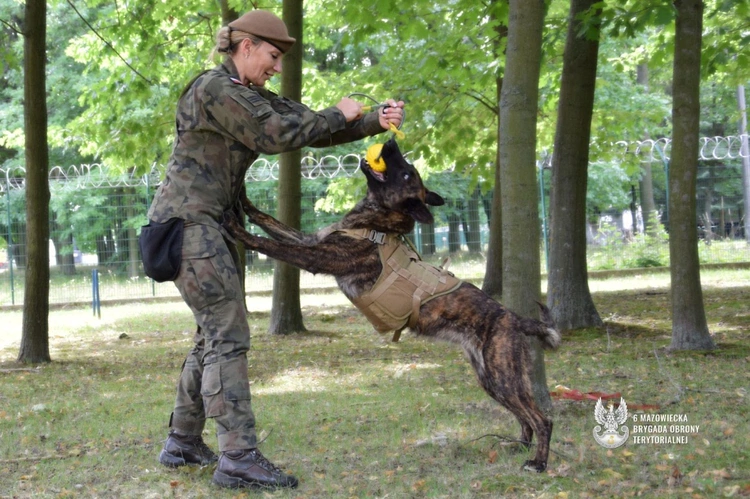 Aira, owczarek holenderski, to pierwszy zakontraktowany pies w Grupie Poszukiwawczo-Ratowniczej K9.