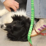 Dogoterapia w Caritas - cz. 2