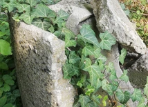 Spotkania z przyrodą: Poetycki mikroklimat