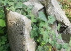 Spotkania z przyrodą: Poetycki mikroklimat
