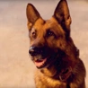 Rin Tin Tin 