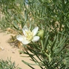 Poganka rutowata