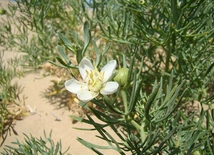 Poganka rutowata