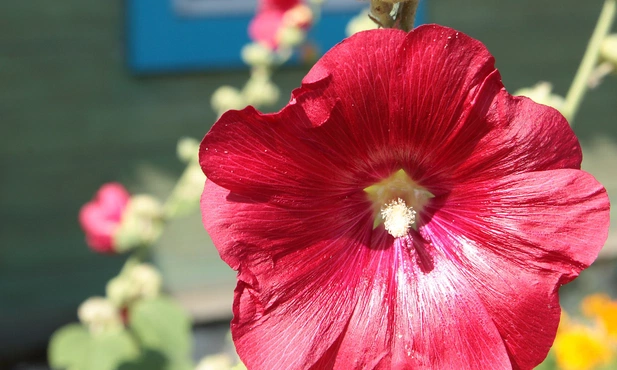 Spotkania z przyrodą: Babcine ogródki