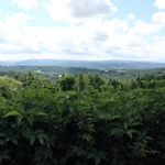 Przed jubileuszem parafii w Mogilanach