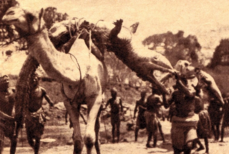 Archiwalna fotografia z około 1900 roku, z safari w Sudanie, przedstawiająca „polowanie na smoka”.  I tu należy przypomnieć, że greckie słowo „drakon” znaczy: smok, wąż, potwór, krokodyl. 