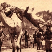 Archiwalna fotografia z około 1900 roku, z safari w Sudanie, przedstawiająca „polowanie na smoka”.  I tu należy przypomnieć, że greckie słowo „drakon” znaczy: smok, wąż, potwór, krokodyl. 