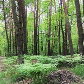 Przyroda powierzona człowiekowi