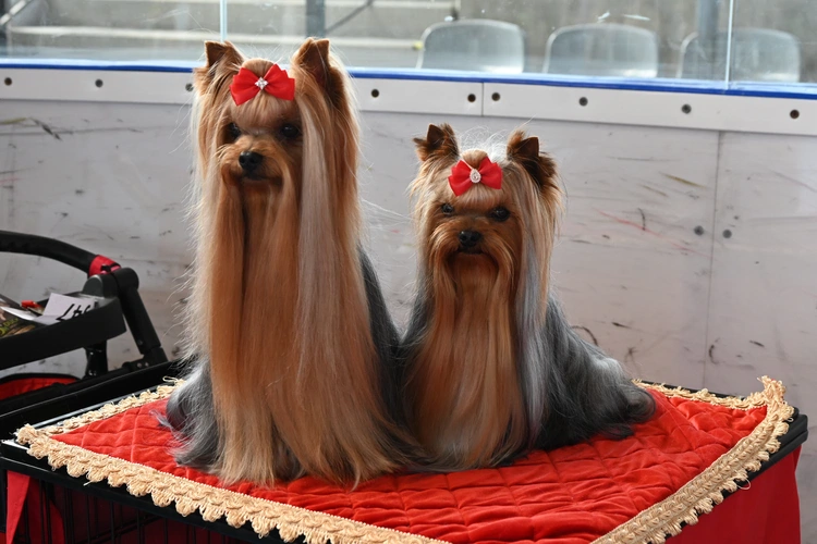 XI Międzynarodowa Wystawa Psów Rasowych