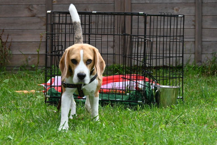 XI Międzynarodowa Wystawa Psów Rasowych