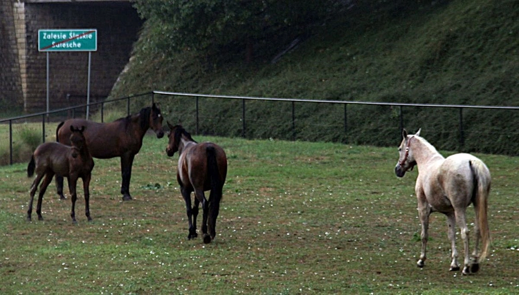 Zalesie Śląskie - Piękna Wieś Opolska 2025