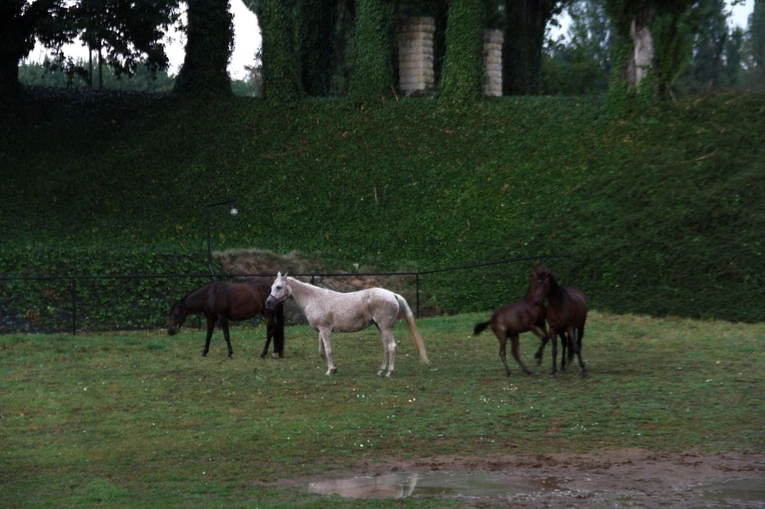 Zalesie Śląskie - Piękna Wieś Opolska 2025