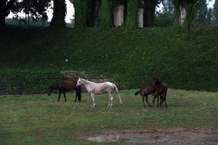 Zalesie Śląskie - Piękna Wieś Opolska 2025