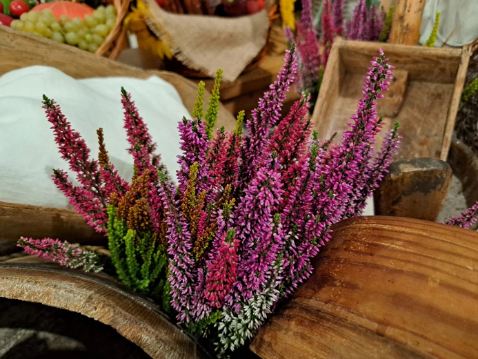 Łososina Dolna. 700-lecie parafii