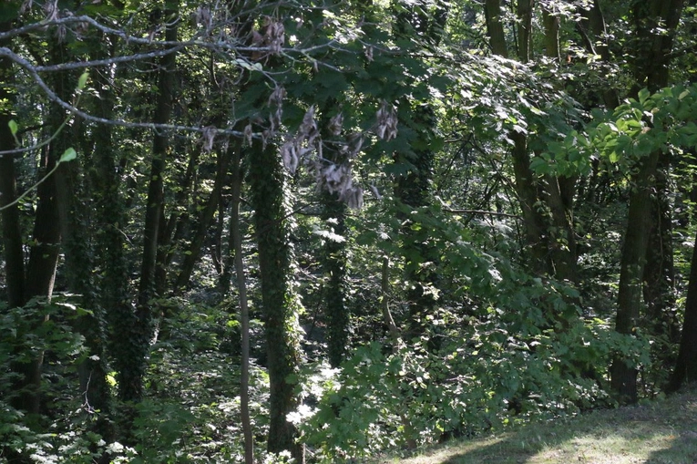 Ogród Botaniczny UMCS