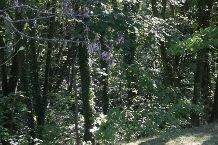 Ogród Botaniczny UMCS
