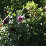 Ogród Botaniczny UMCS