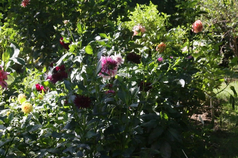 Ogród Botaniczny UMCS