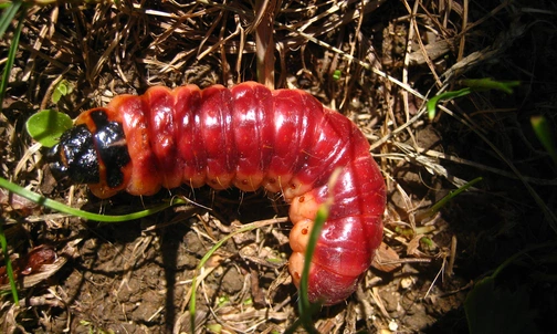 Trociniarka czerwica