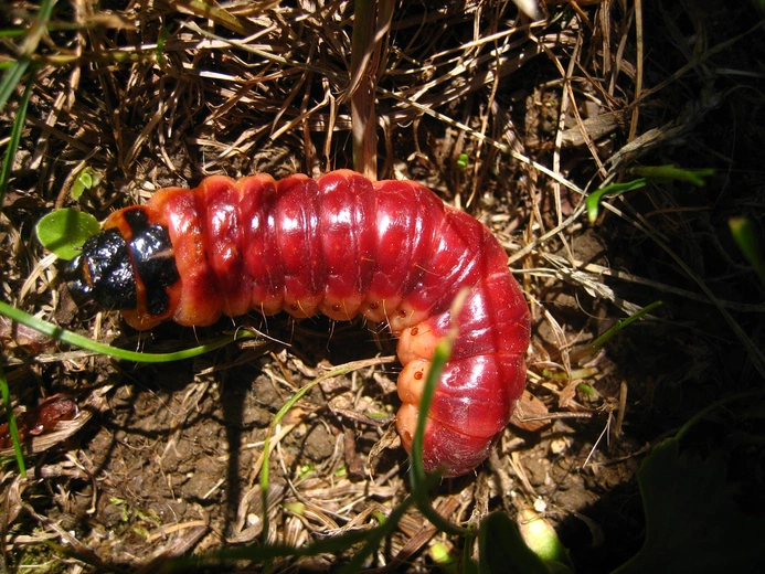 Trociniarka czerwica