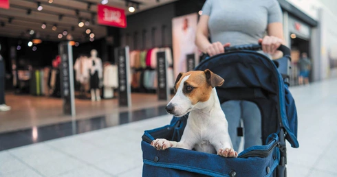 Psiecko? Popkultura robi wszystko, by słowo „dziecko” powiązać z hasłem „balast”