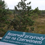 Między lasami