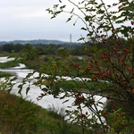 Między lasami