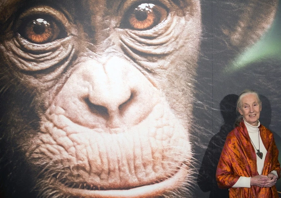 W wieku 91 lat zmarła Jane Goodall, światowej sławy badaczka szympansów