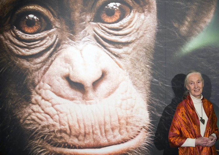W wieku 91 lat zmarła Jane Goodall, światowej sławy badaczka szympansów