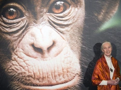W wieku 91 lat zmarła Jane Goodall, światowej sławy badaczka szympansów