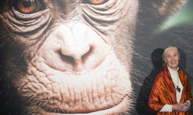 W wieku 91 lat zmarła Jane Goodall, światowej sławy badaczka szympansów