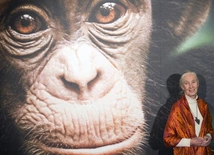 W wieku 91 lat zmarła Jane Goodall, światowej sławy badaczka szympansów
